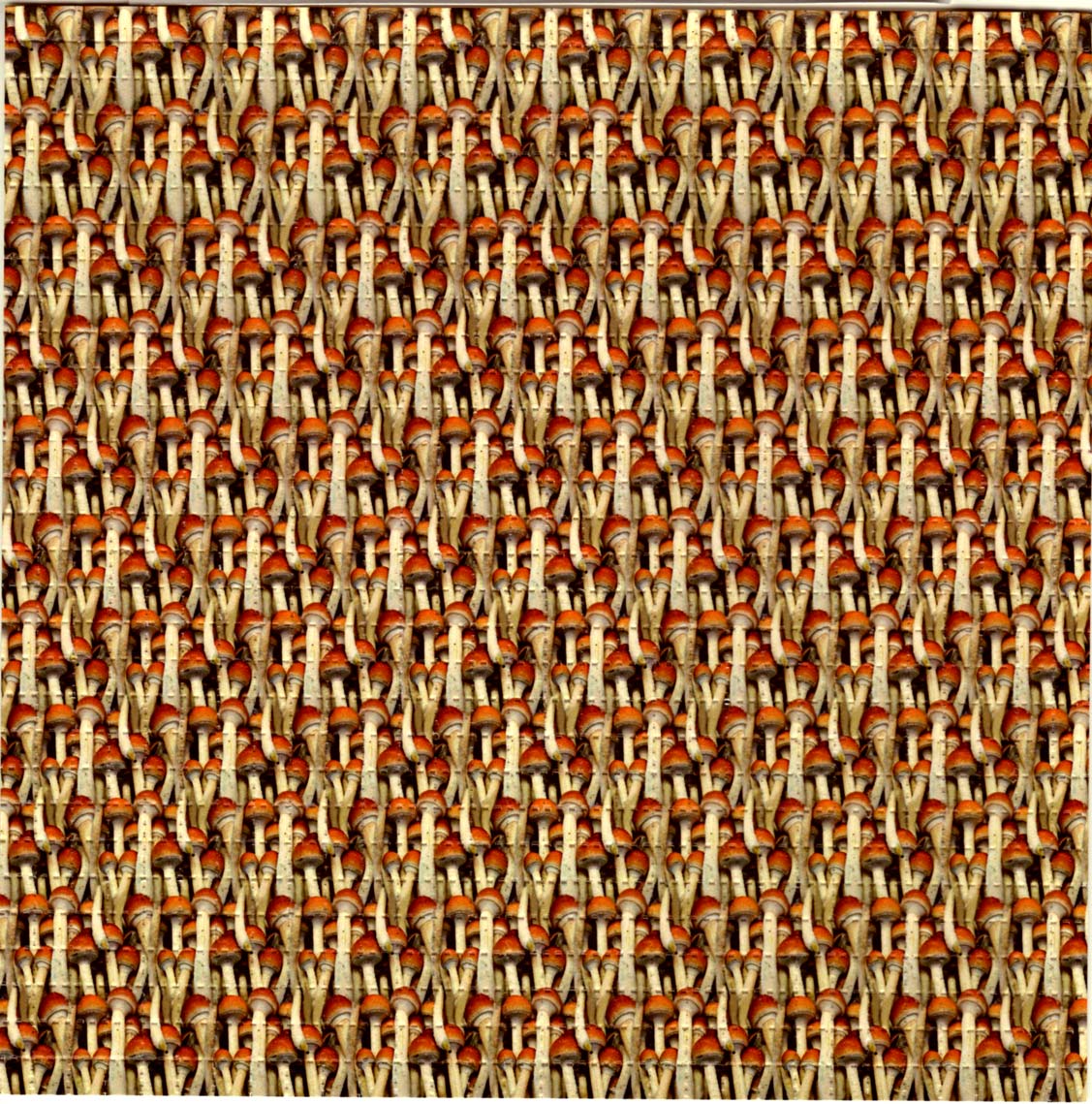 Shrooms Shrooms Shrooms LSD blotter art print